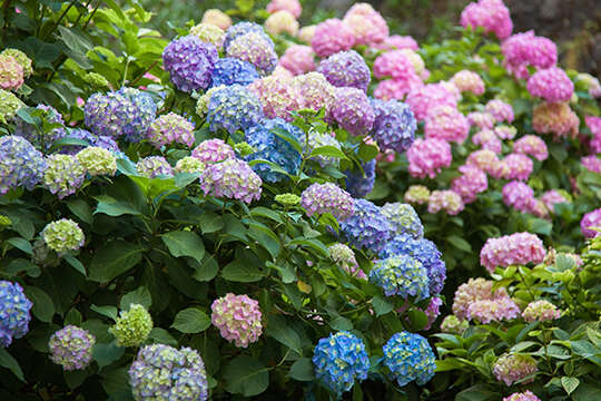 landflair hortensien richtig schneiden 540x360